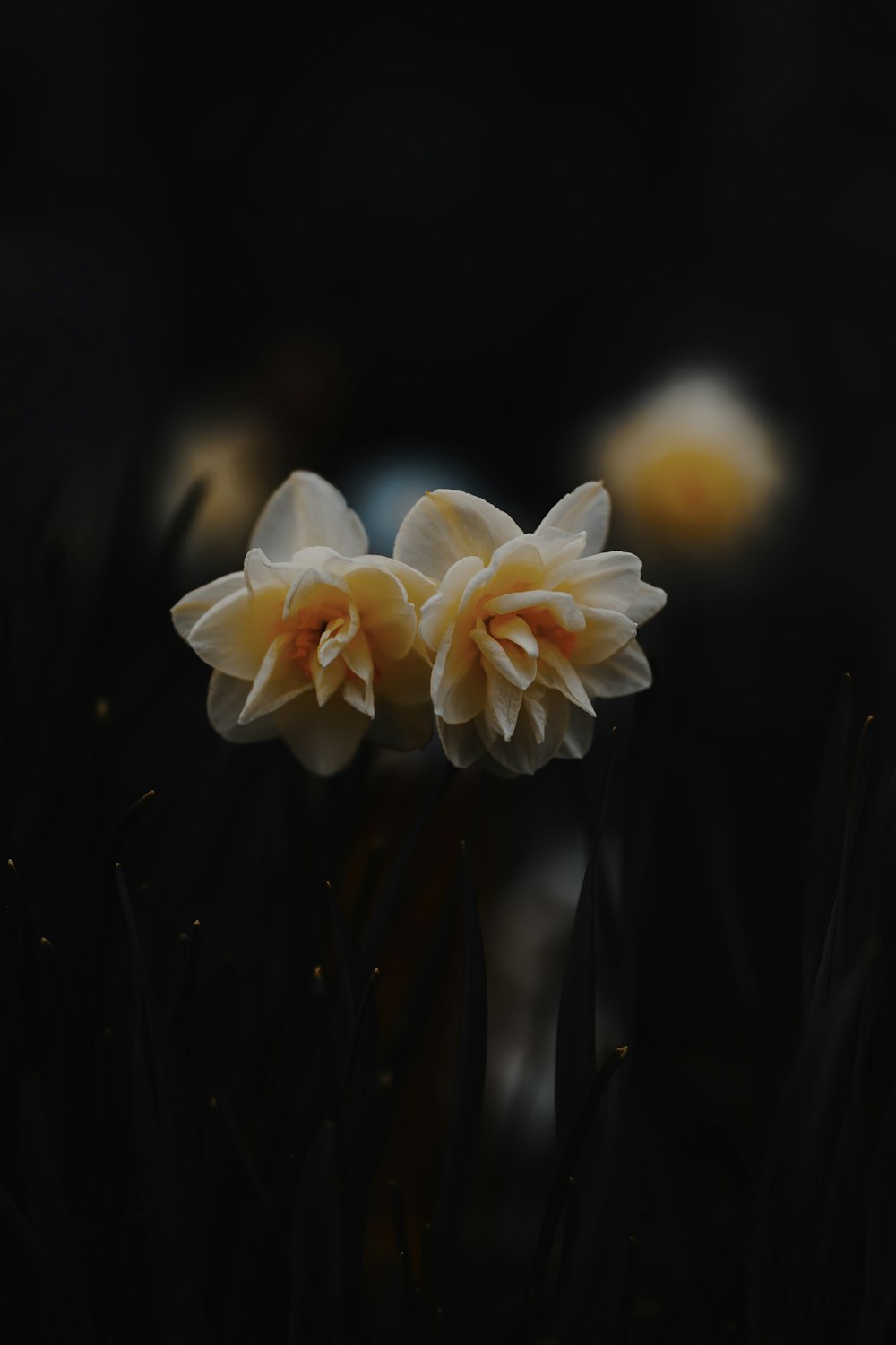 틸트 시프트 렌즈의 흰색과 주황색 꽃