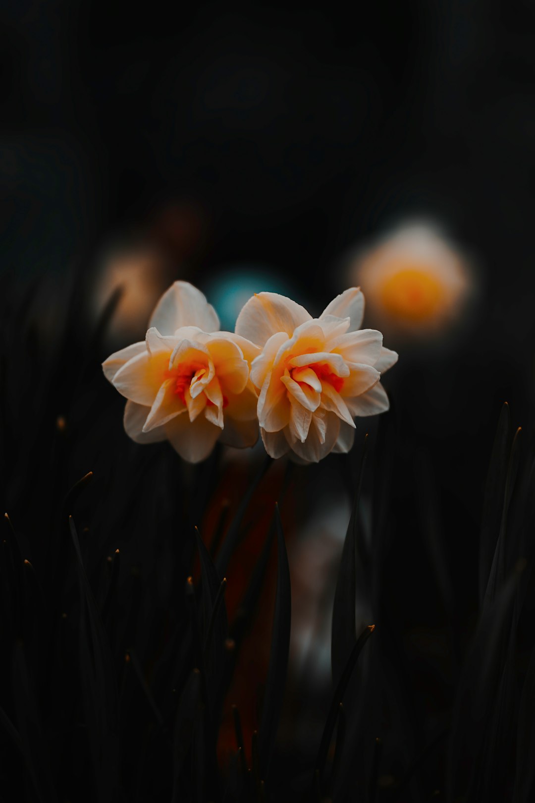 white and orange flower in tilt shift lens