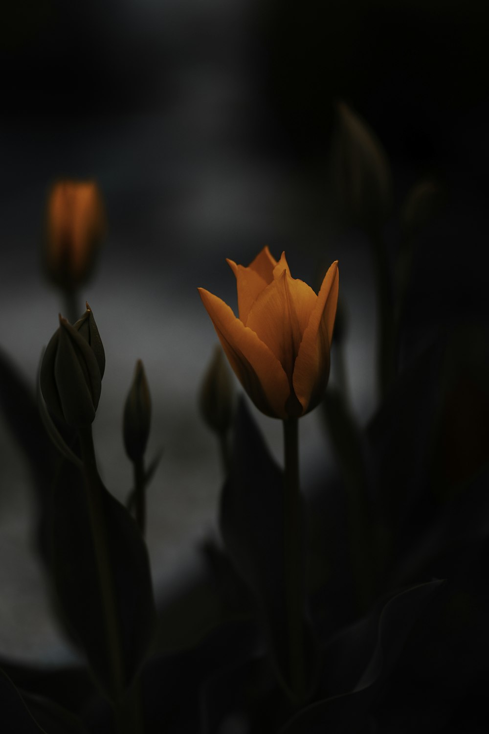 orange flower in tilt shift lens