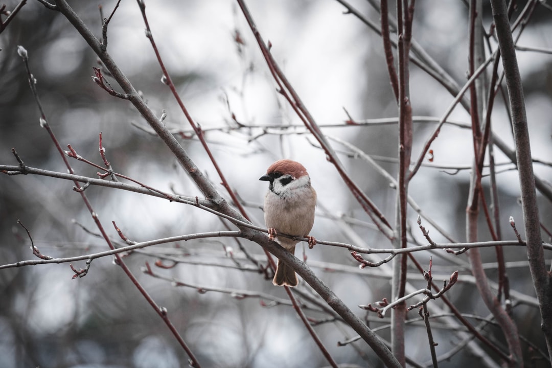 brown and white bird on tree branch