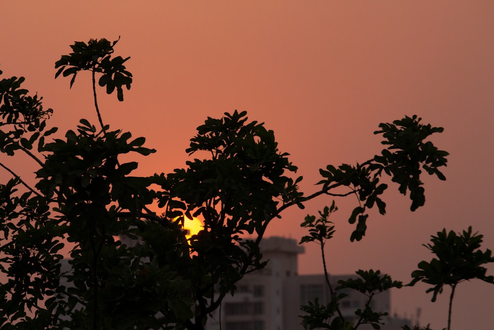 silhueta da árvore durante o pôr do sol