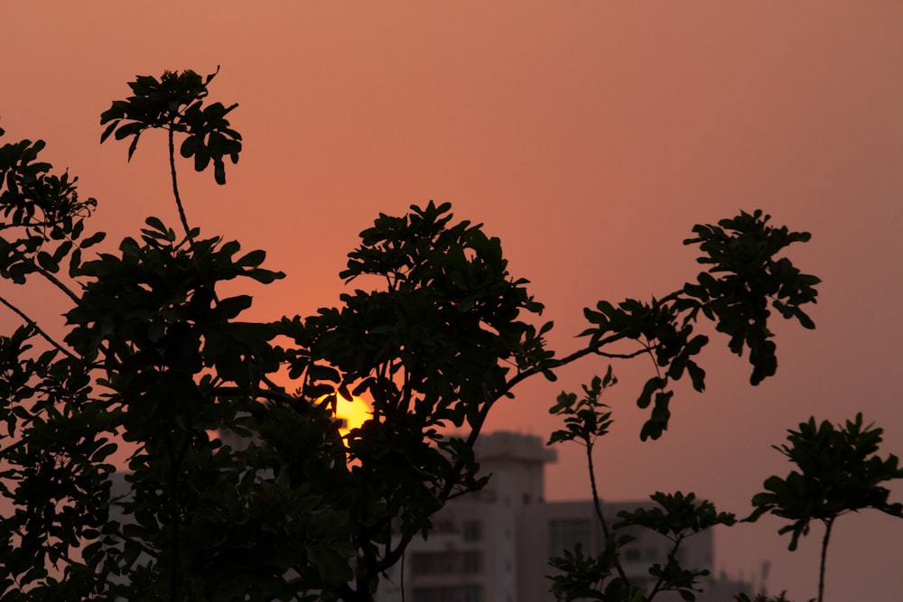 silhouette d’arbre au coucher du soleil