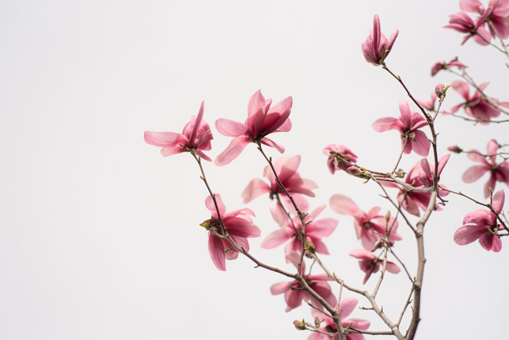 pink and white flowers on white background