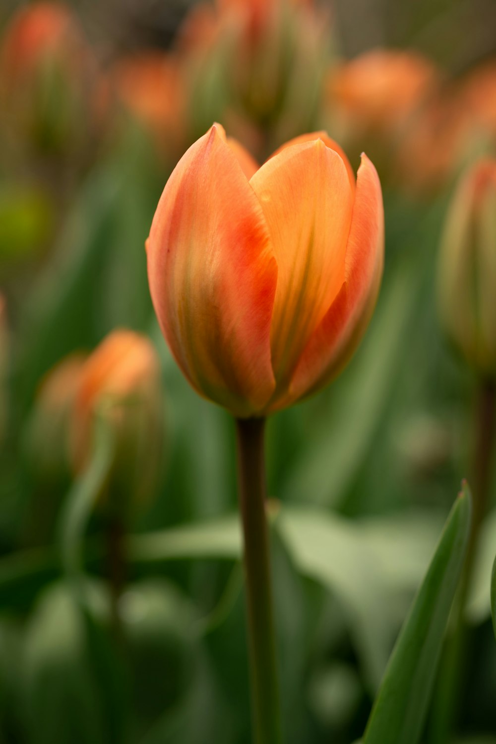 pink tulip in bloom during daytime