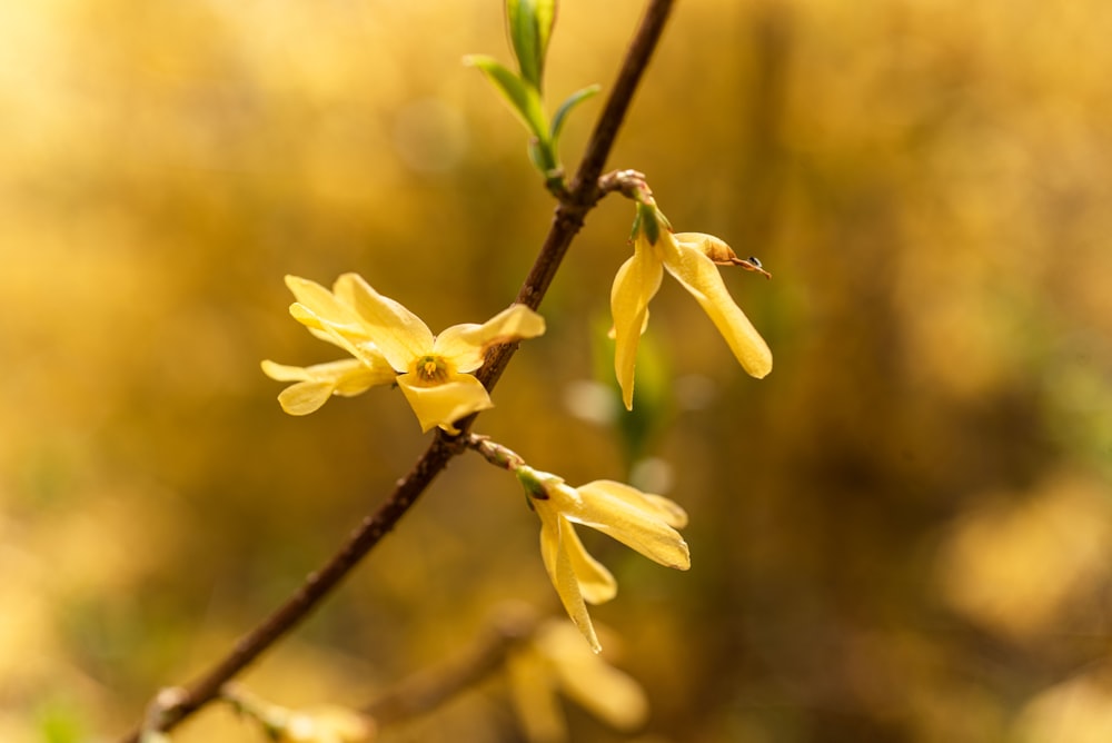 yellow flower in tilt shift lens