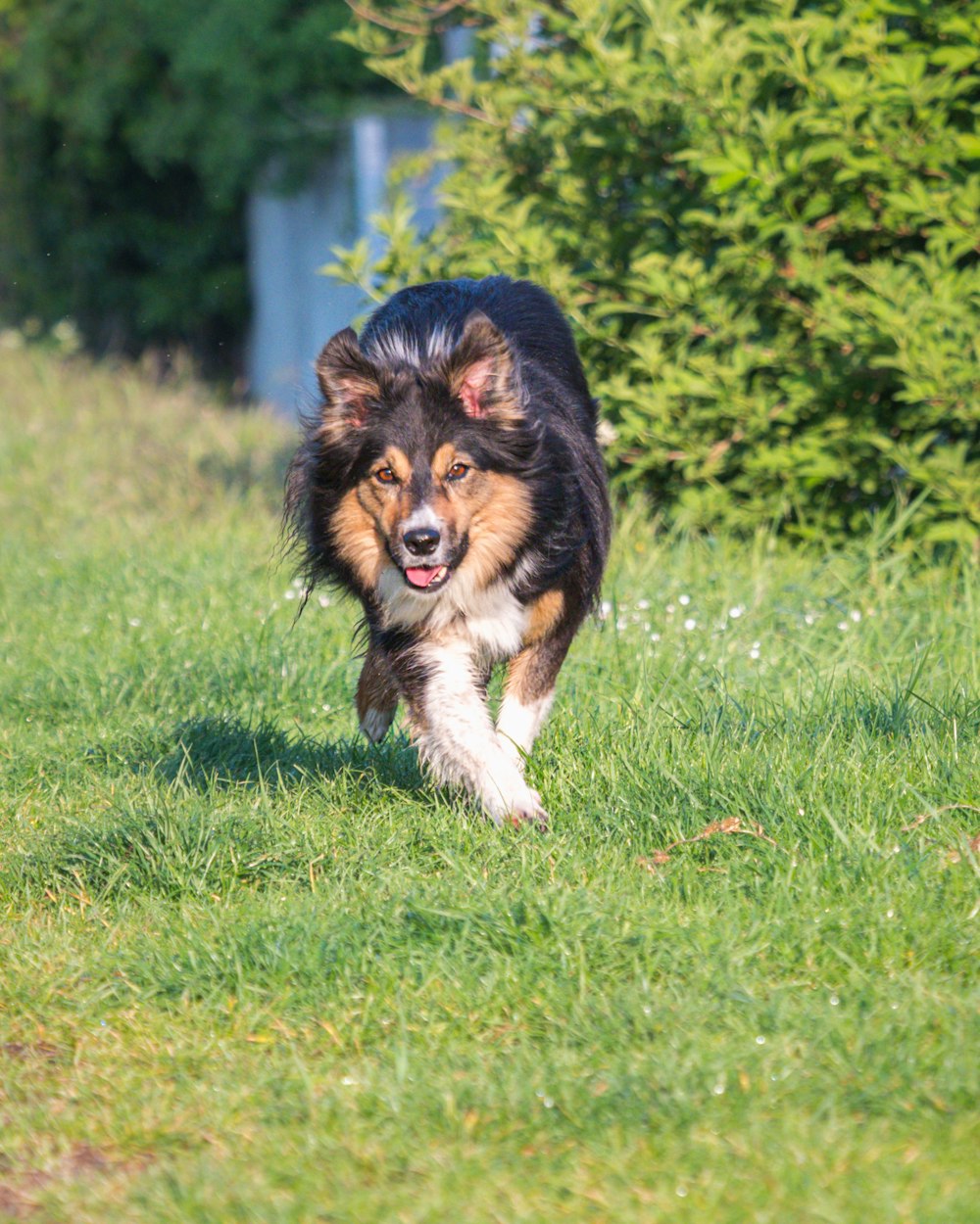 black and brown long coated dog running on green grass during daytime