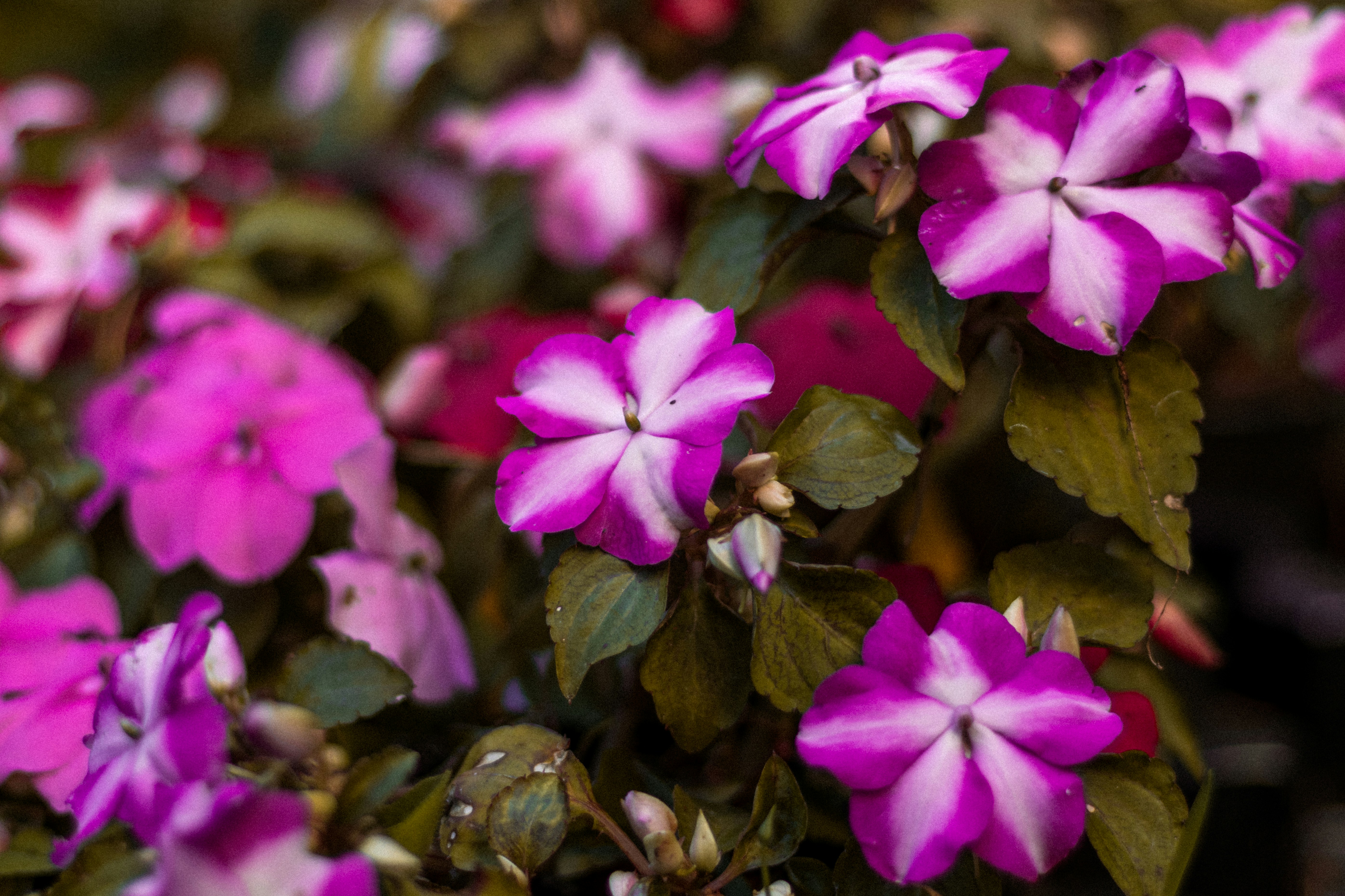 purple flowers with green leaves