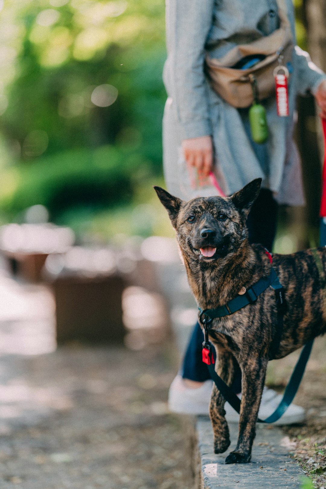 brown and black short coated dog