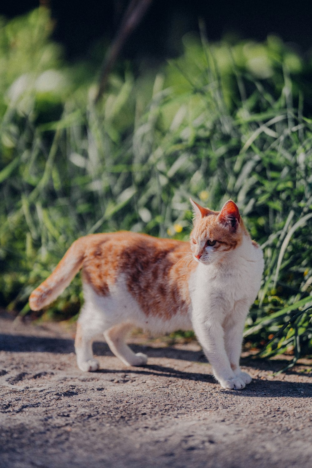 orange and white cat on gray concrete road during daytime