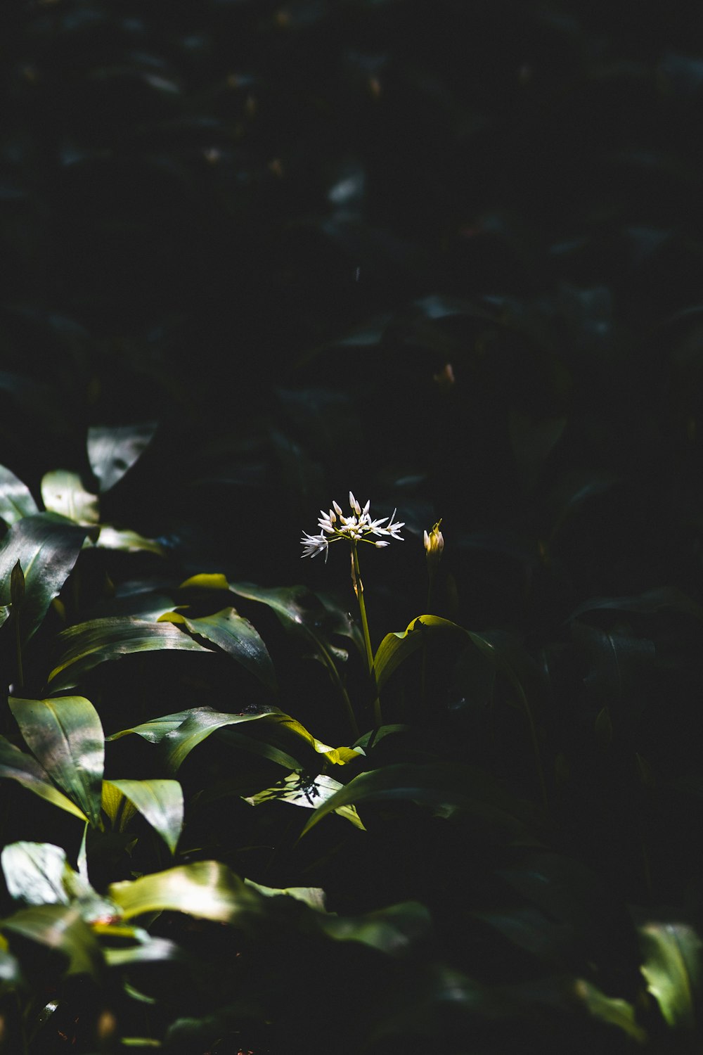 yellow flower with green leaves