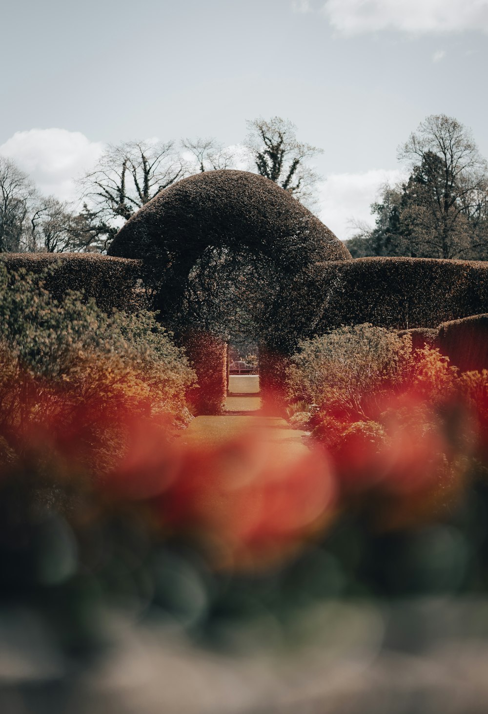 red flower field near trees during daytime