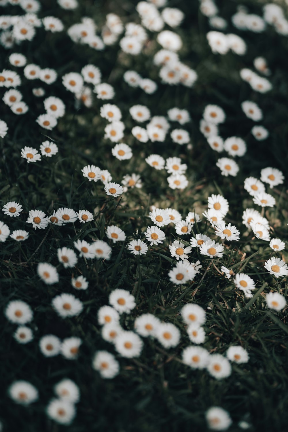 white and black daisy flowers