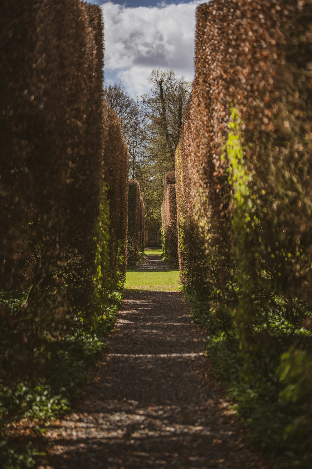 gray pathway between green trees during daytime