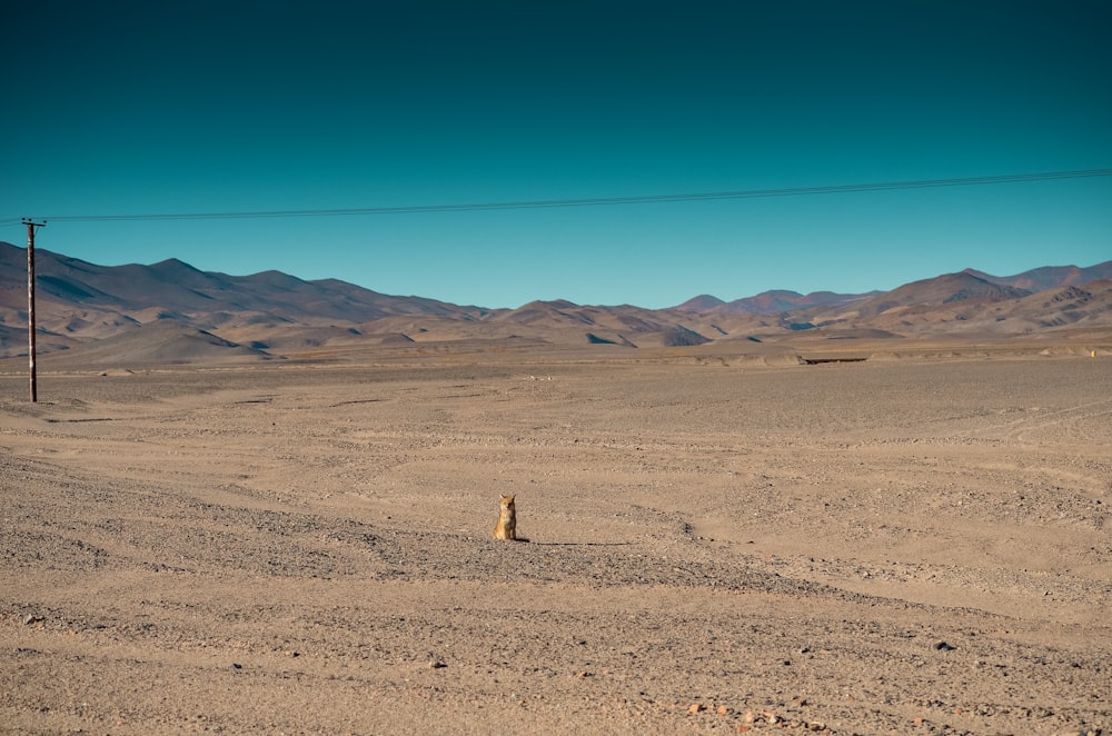 a desert with a telephone pole and mountains in the background