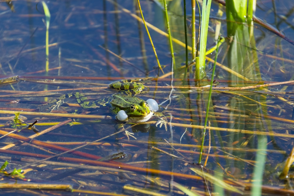 a frog sitting on top of a body of water