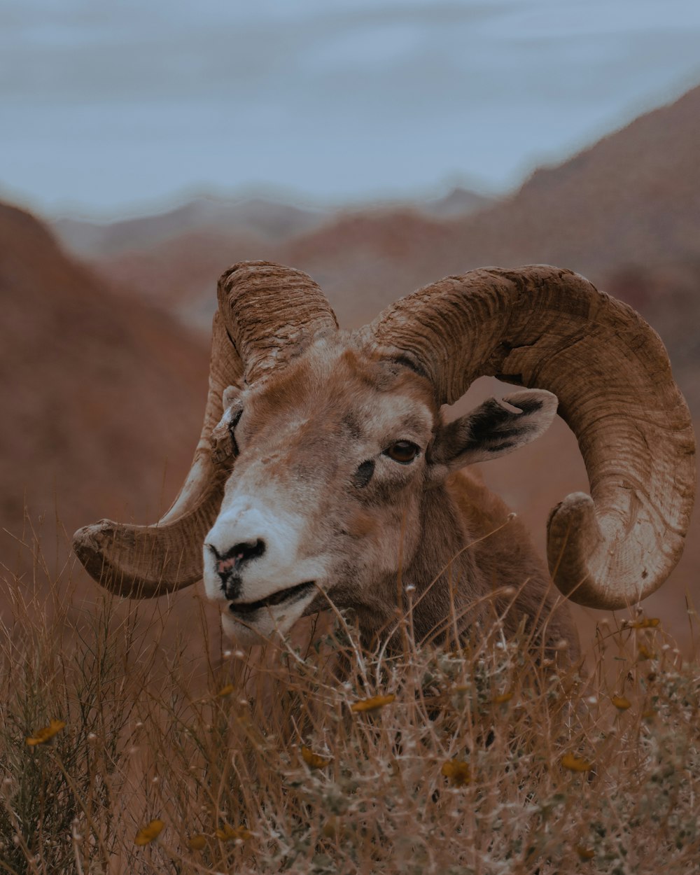 brown ram on brown grass field during daytime