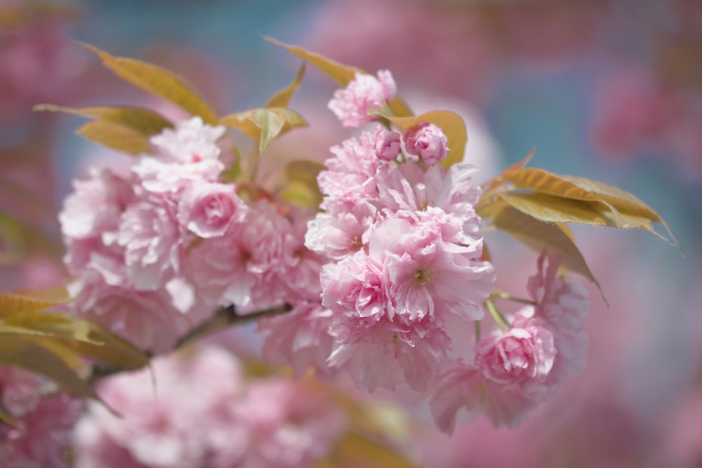 pink and white flowers in tilt shift lens