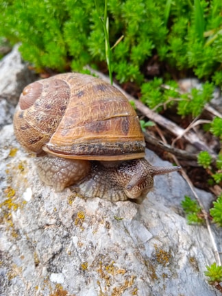 Ostropods crawling over smooth stones amidst green algae in a terrarium.