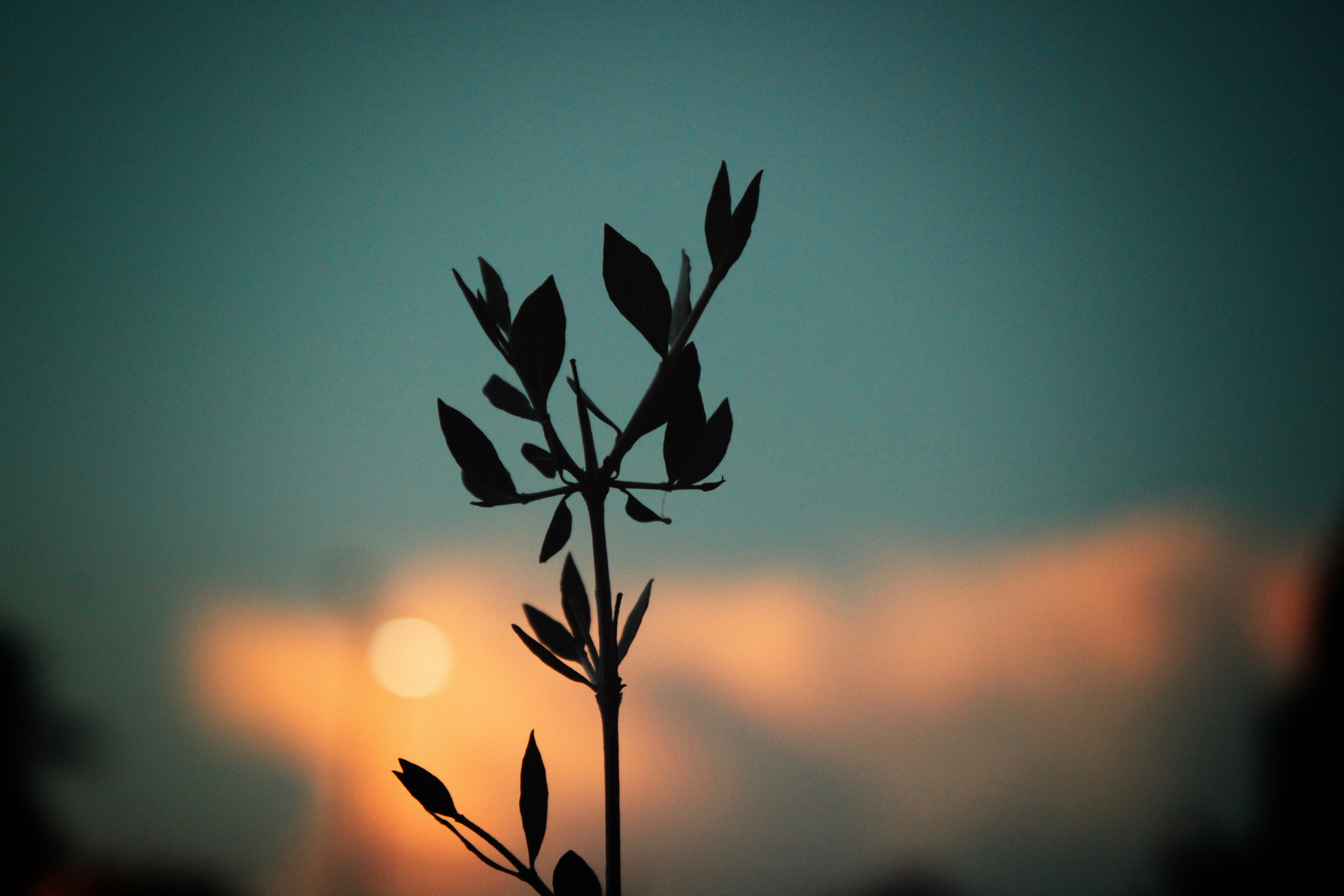 Photo by indianhobbyphotographer