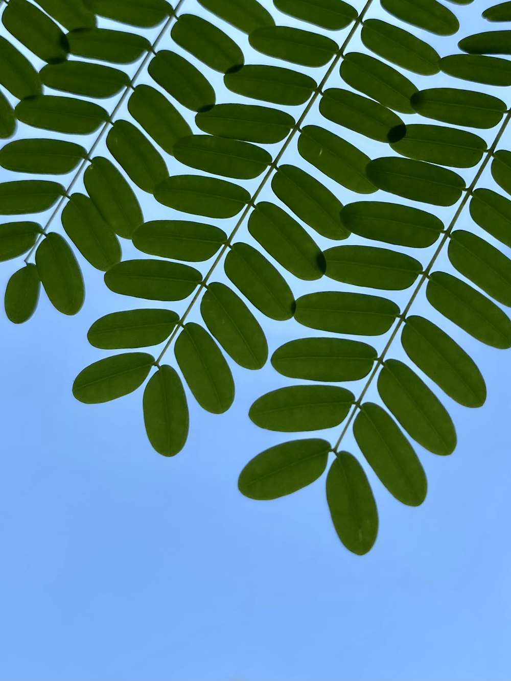 green leaves under blue sky during daytime