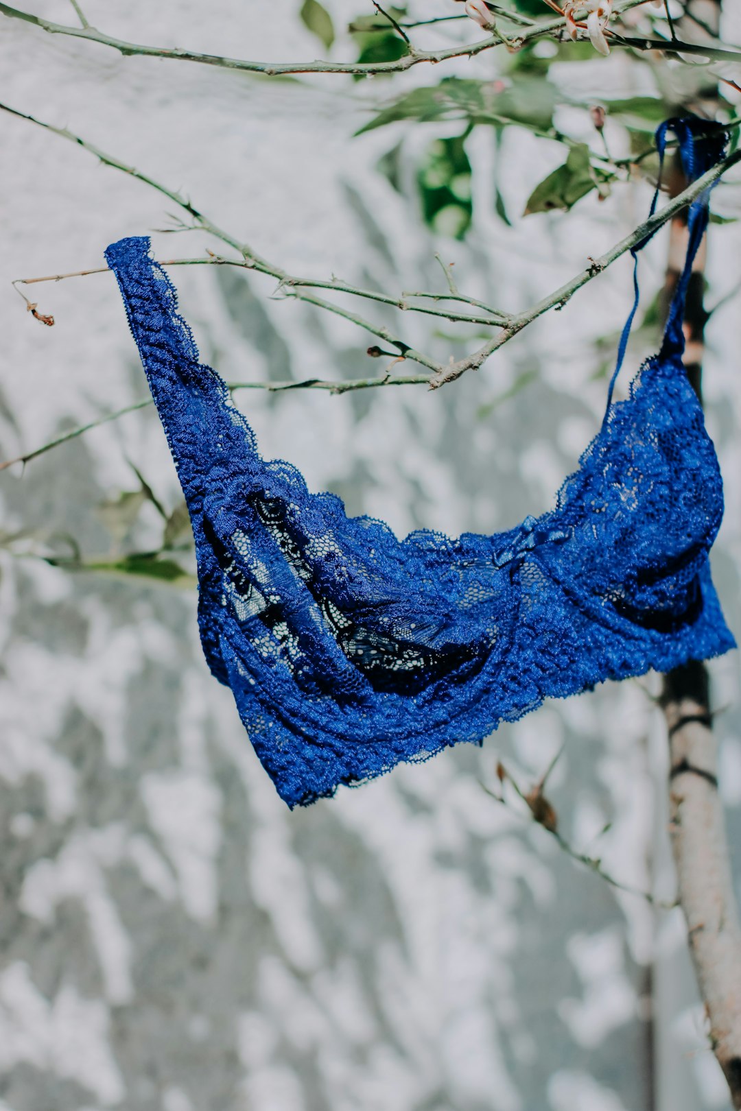 blue lace on brown tree branch