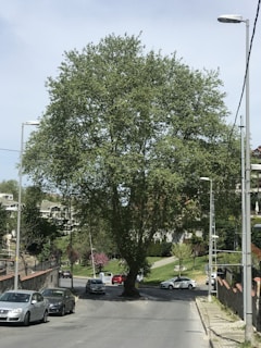 A large, lush tree is situated in the middle of a road, surrounded by several parked cars. The setting appears to be a suburban neighborhood with houses and buildings visible in the background. Streetlights and a sidewalk line the edges of the road, with grass and small plants adding greenery to the scene.