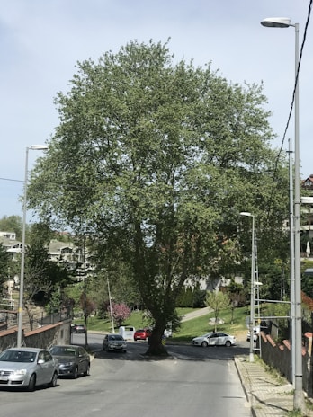 A large, lush tree is situated in the middle of a road, surrounded by several parked cars. The setting appears to be a suburban neighborhood with houses and buildings visible in the background. Streetlights and a sidewalk line the edges of the road, with grass and small plants adding greenery to the scene.