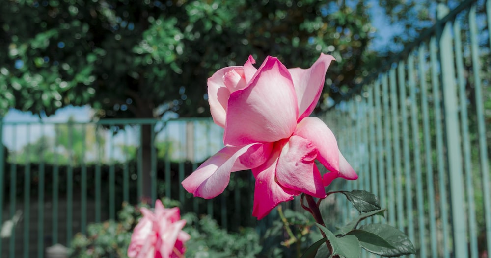 rose rose en fleurs pendant la journée