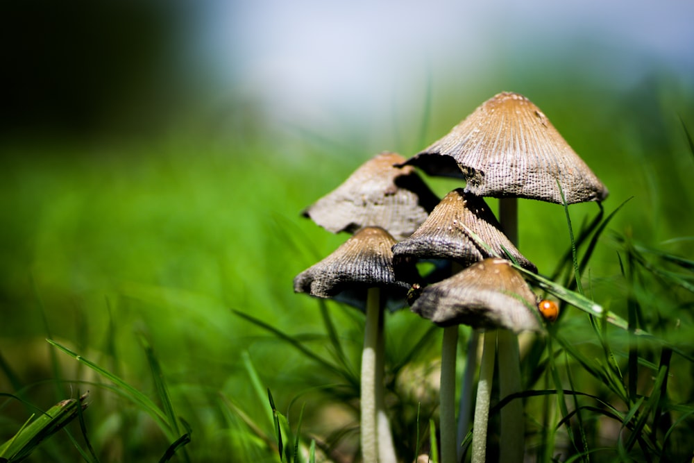 brown mushrooms in tilt shift lens