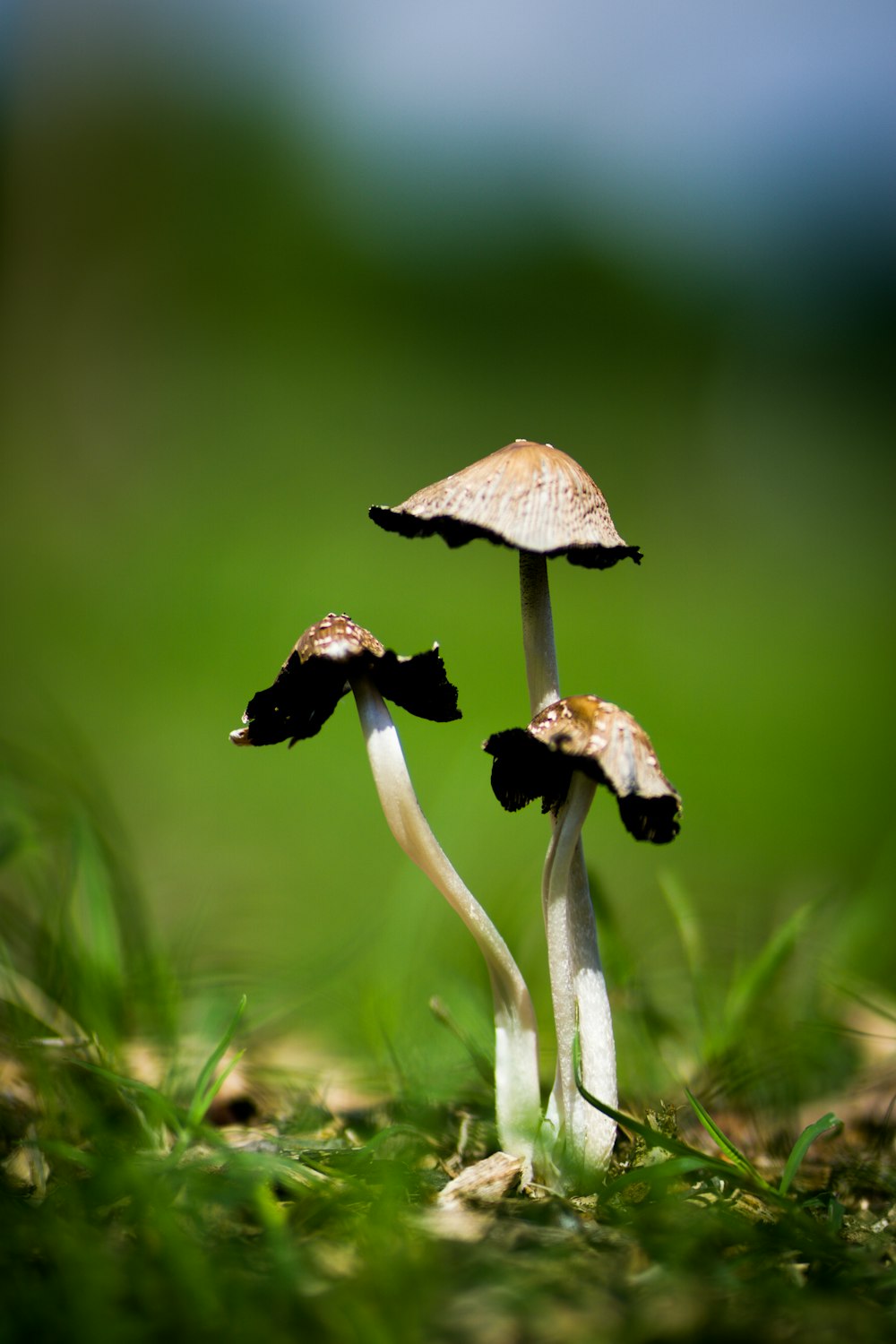 brown and white mushroom in close up photography