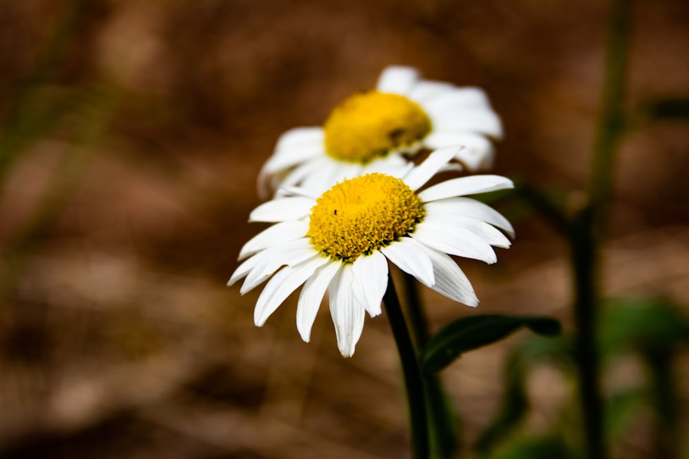 white daisy in bloom during daytime