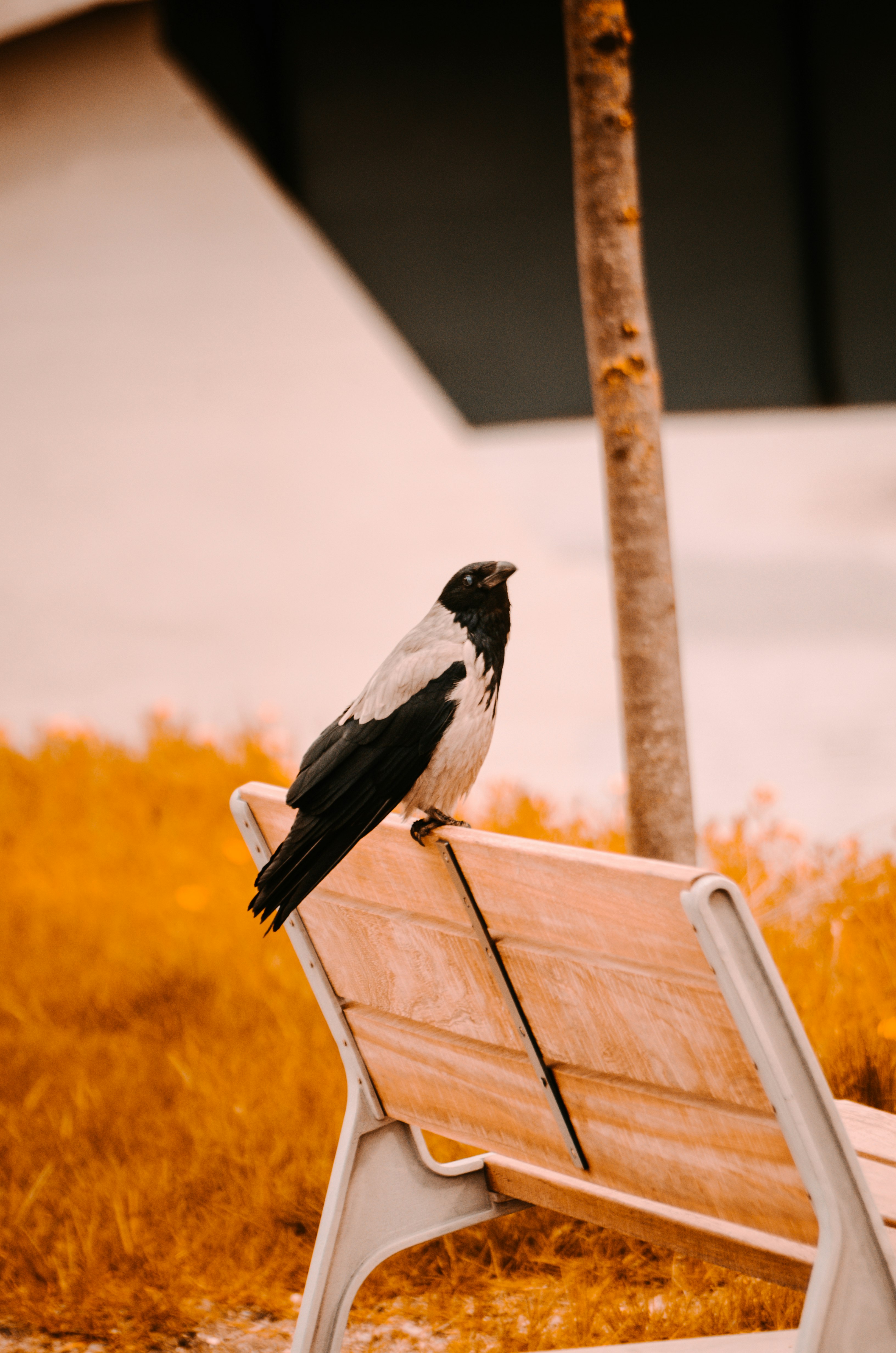 black and white bird on brown wooden fence during daytime