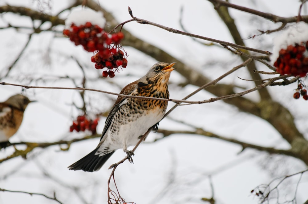 Uccello marrone e bianco sul ramo dell'albero