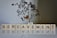A dried and leafless small tree is placed in a small white pot. Below the tree, letter blocks spell out the word 'BEREAVEMENT' and their reflection is visible on the surface beneath them.