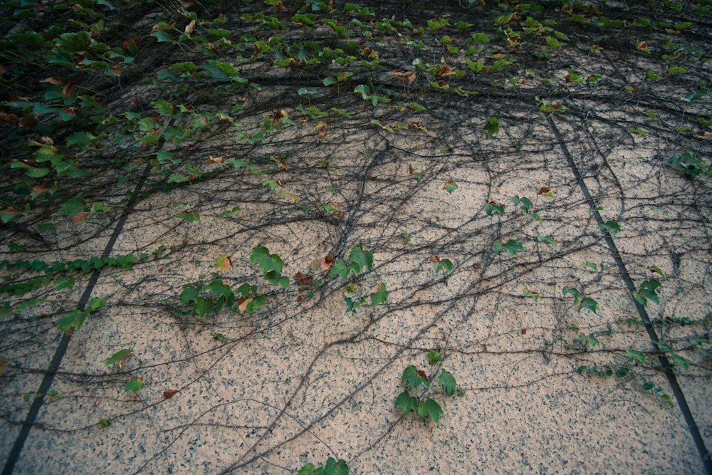 hojas verdes sobre piso de concreto gris