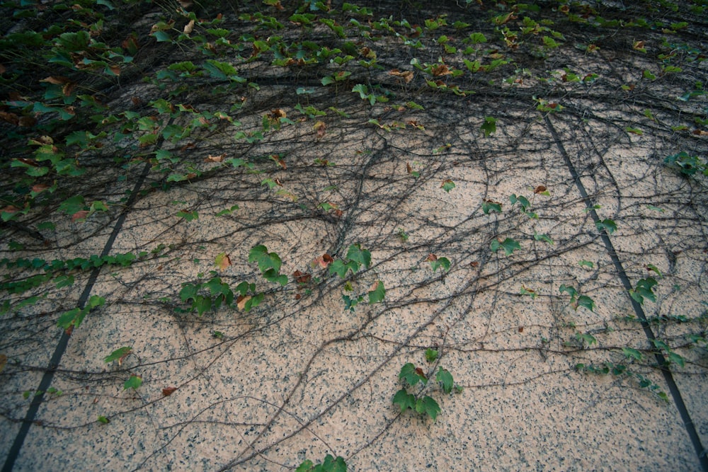 feuilles vertes sur sol en béton gris