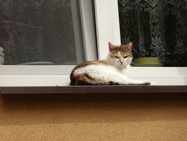 A playful cat in a vibrant pink dress posing on a cozy window sill.