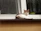 A cute cat dressed in a vibrant handmade dress lounging on a sunny windowsill.