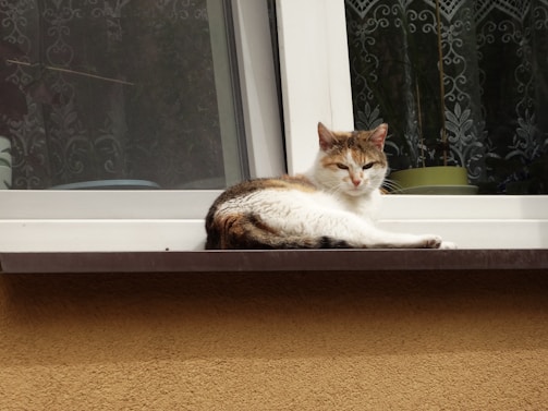 A playful cat wearing a chic, hand-stitched sweater lounging on a sunny windowsill.