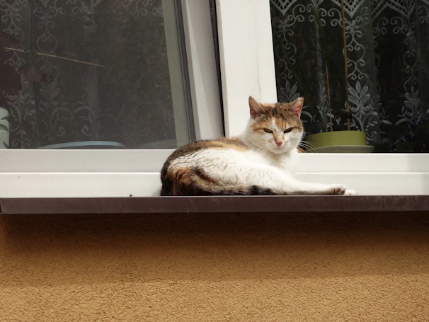 A playful cat dressed in a coral pink dress lounging on a cozy window sill.