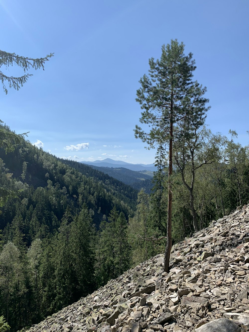 green trees on mountain under blue sky during daytime