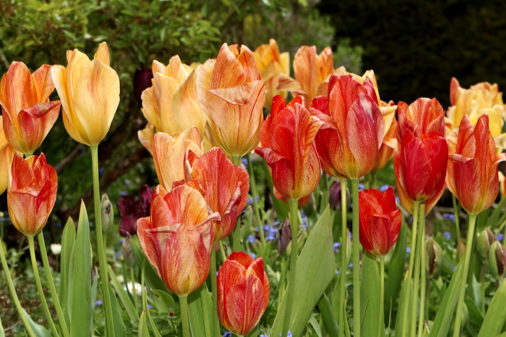 red and yellow tulips in bloom during daytime