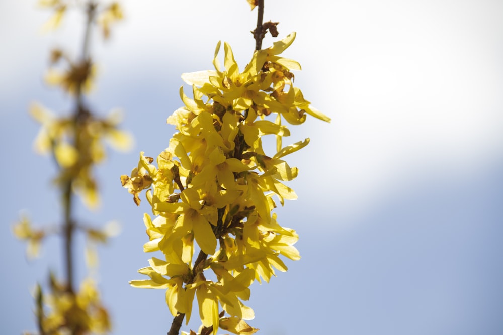 yellow flower in tilt shift lens