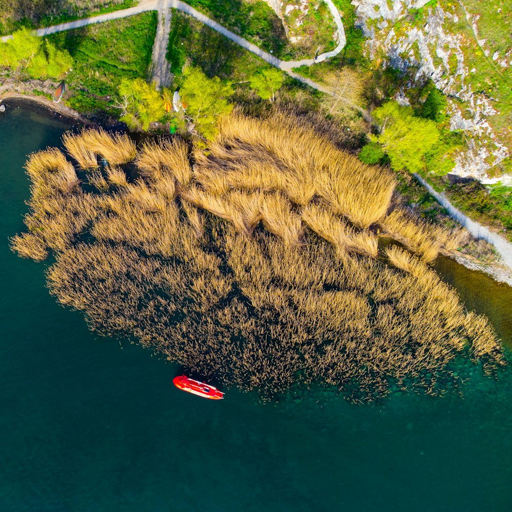 aerial view of green trees and river