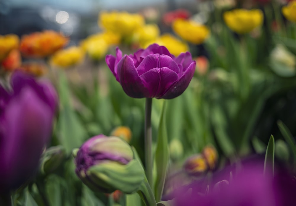 purple flower in tilt shift lens