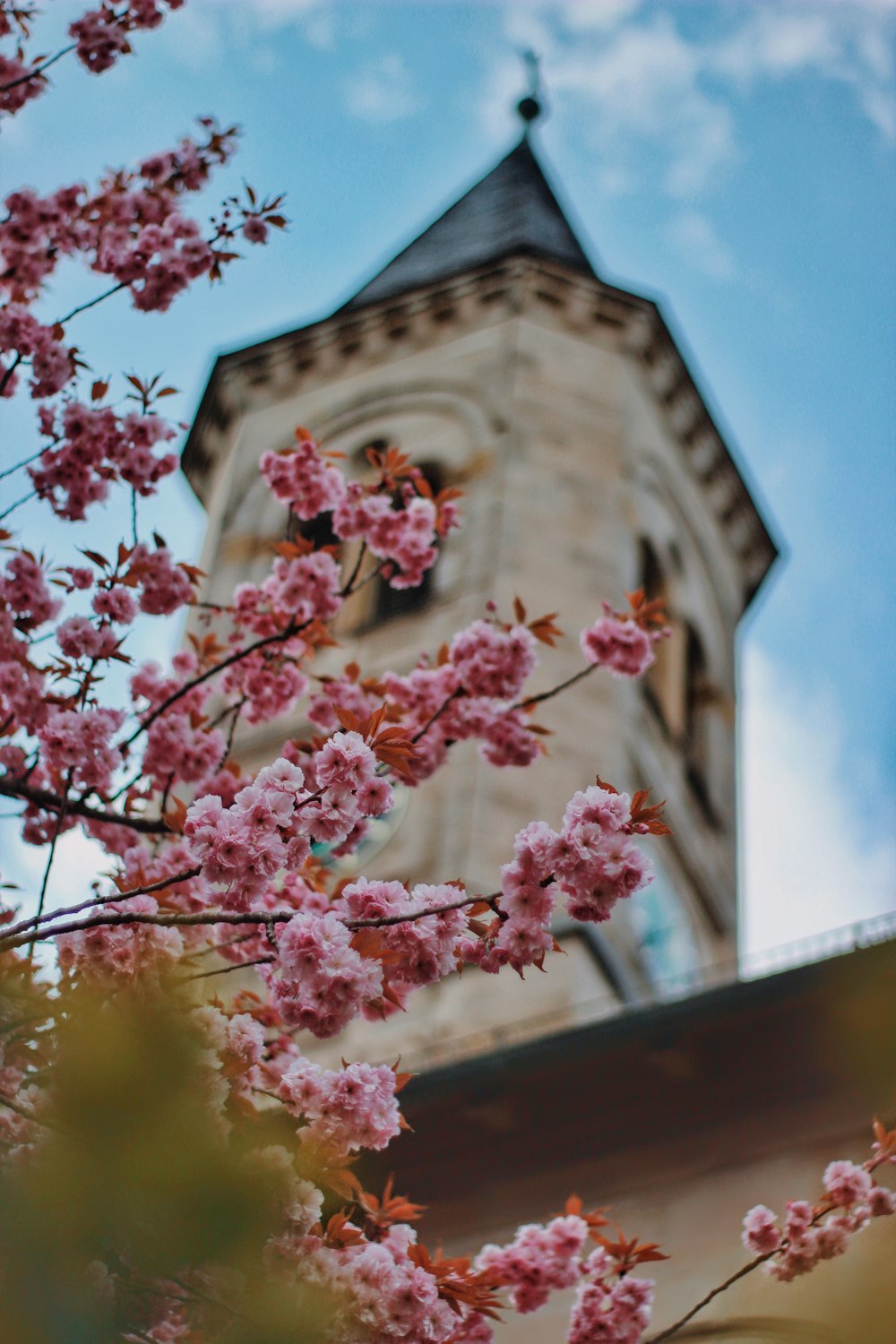 pink cherry blossom in bloom during daytime