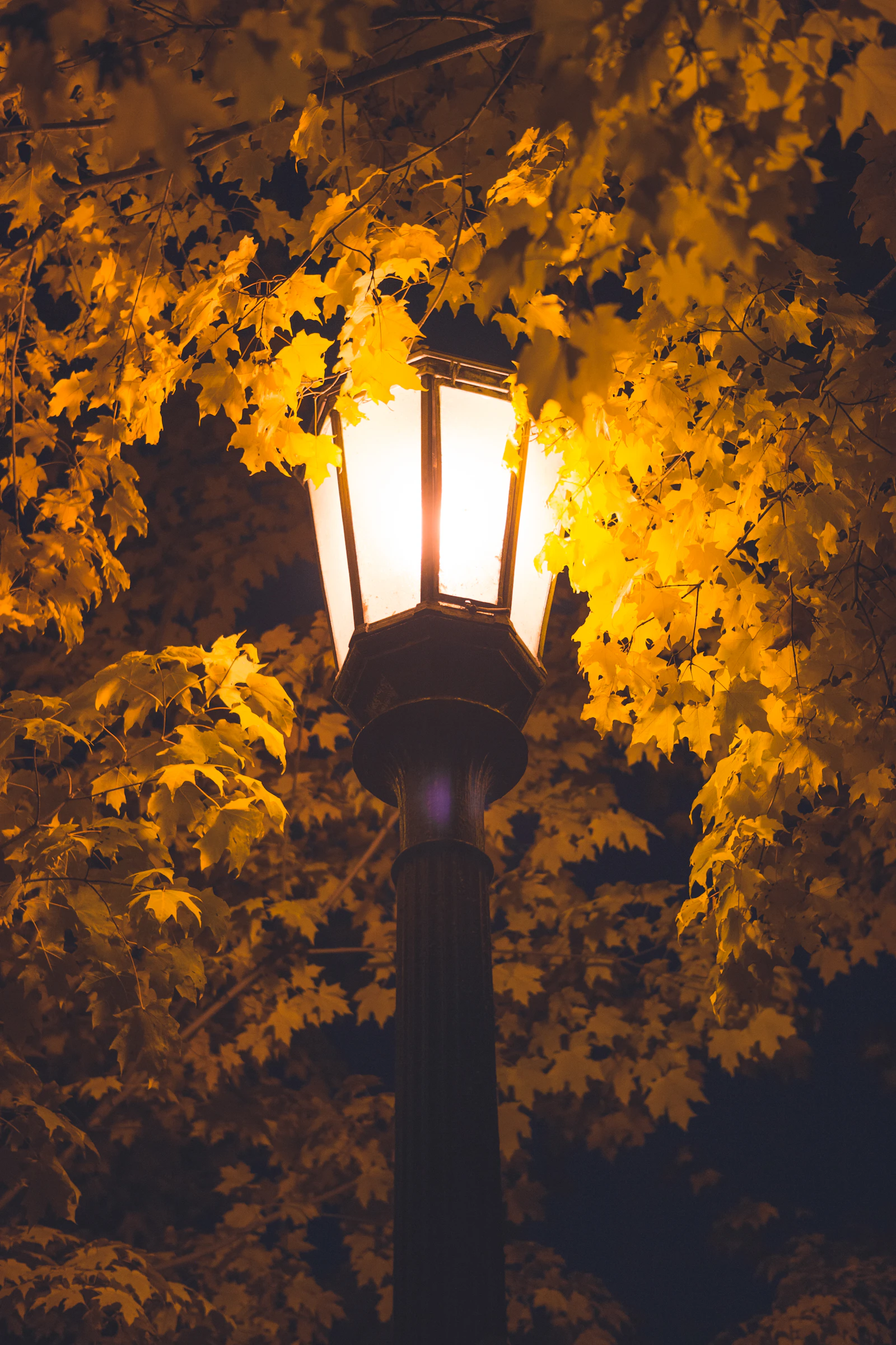 A streetlight glowing warm amber against golden autumn foliage at night