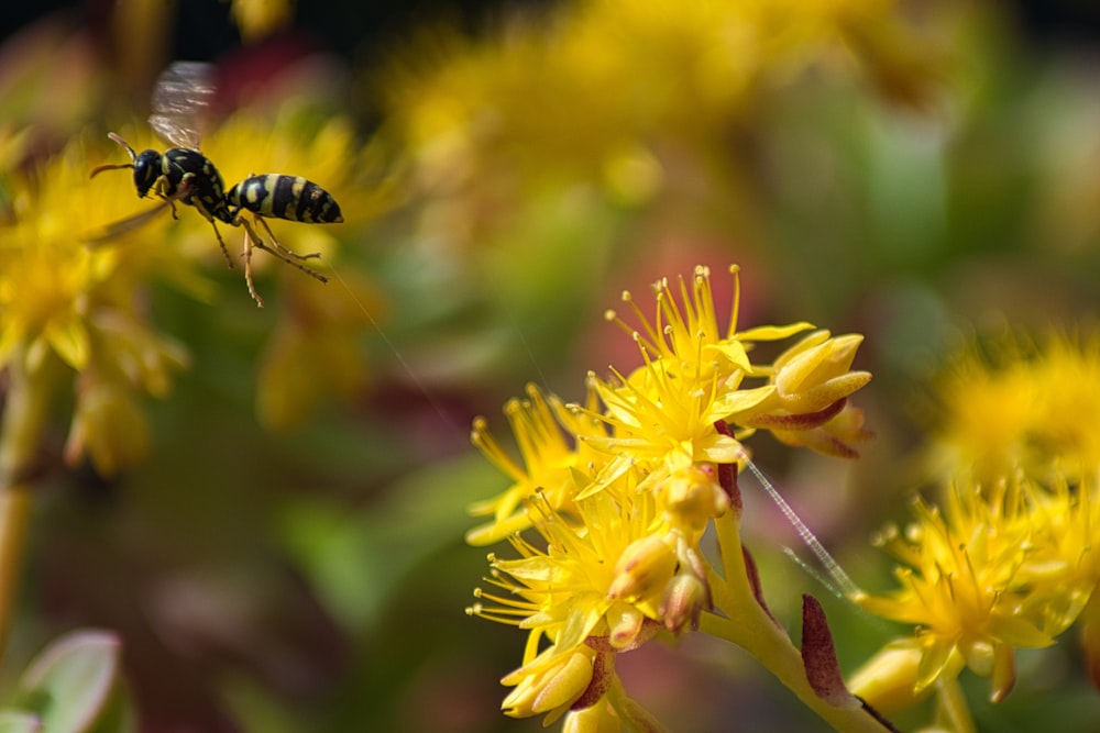 black and yellow bee on yellow flower