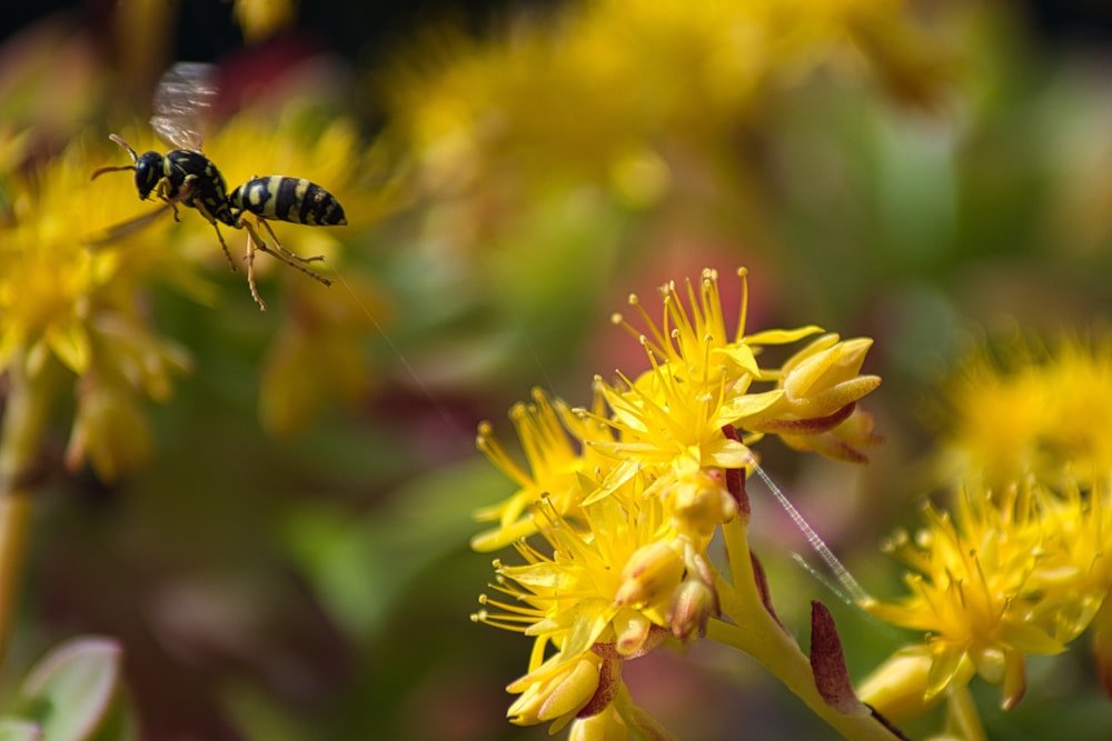 abeille noire et jaune sur fleur jaune