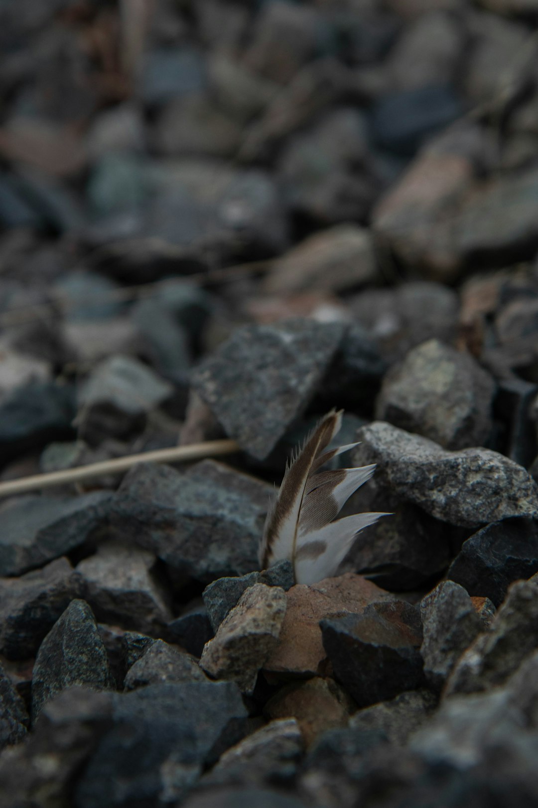 brown leaf on gray rocks